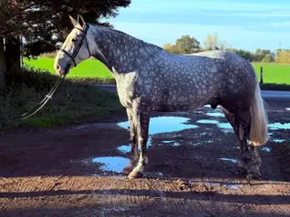 Ultimate Gentleman Hunter and True All-Rounder- Guinness