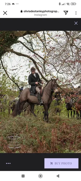 4yo Connemara Gelding 