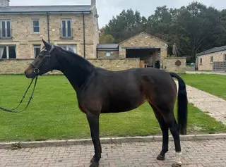 Libertee Dressage, Happy Hacker Type