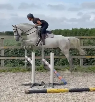 Cornet obolensky bloodlines