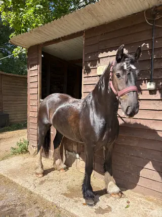 Gorgeous Little Cob