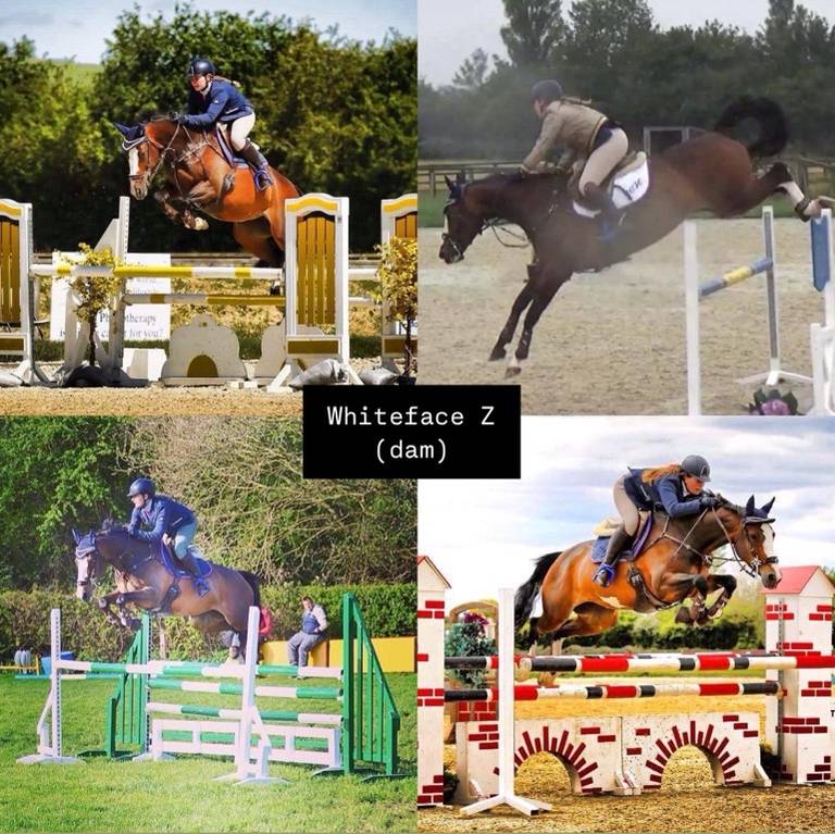 Horse for Sale OUTSTANDING FOAL FOR THE FUTURE