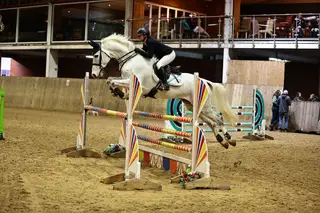 7yro Gelding by Cevin Z