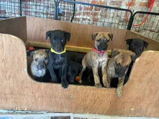 Lurcher X Whippet Puppies