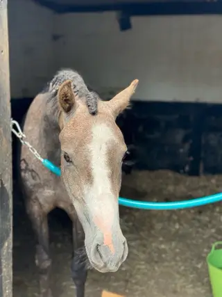 SHP/dressage potential