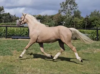 Stunning palomino Irish sport horse 