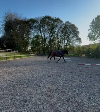 🌟 15.3hh Thoroughbred Gelding – Leo 🌟