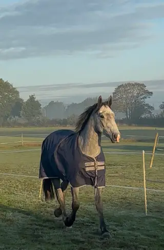 Exceptional Irish Draught Youngster – Future Hunting/Eventing Star