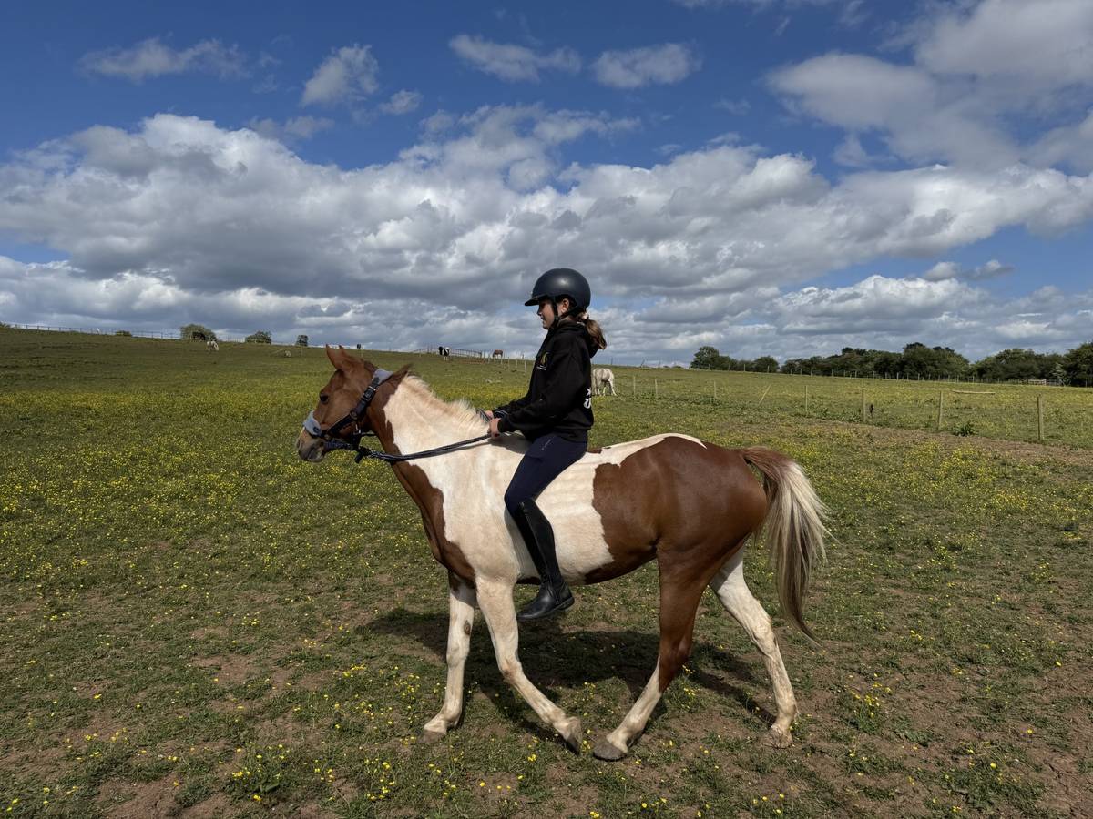 Pony for Sale | Wrenny – 13.2h Super Cute British Riding Pony