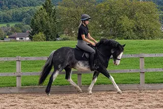Perfect Allrounder/hack/dressage/2nd pony