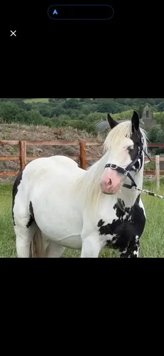 Beautiful 3yr cob filly