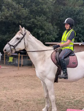 Golden oldie Irish Draft mare 