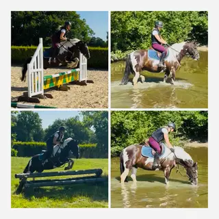 FANTASTIC SAFE STEADY ALLROUNDER/FIRST RIDDEN/ CONFIDENCE GIVER!