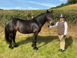 Quality Fell Pony Mare (2018, 13.3hh)