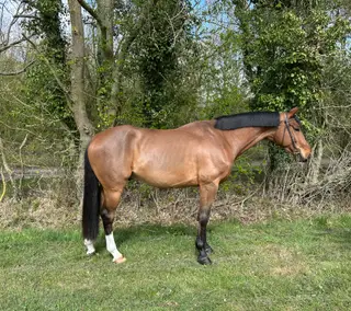 Genuine young horse
