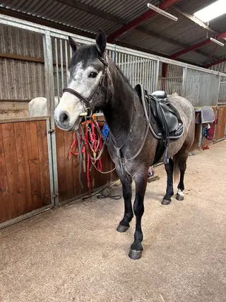 Super Sweet 150cm Connemara Gelding