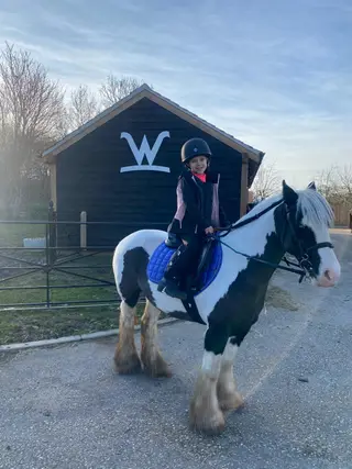 Beautifully marked, piebald cob mare  