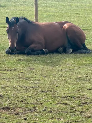 5 year old bay 16h mare Connie x ISH 