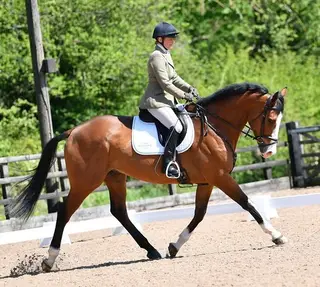 Outstanding Dressage/Allrounder