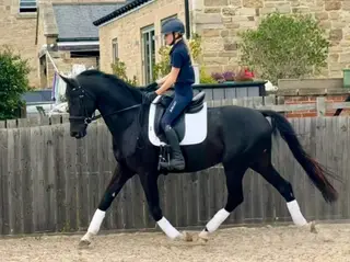 Dressage youngster 
