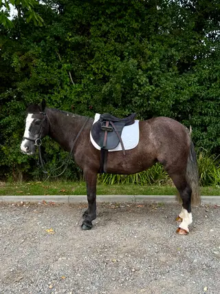 Super Genuine First Pony