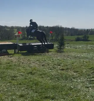 Potential good juniors horse