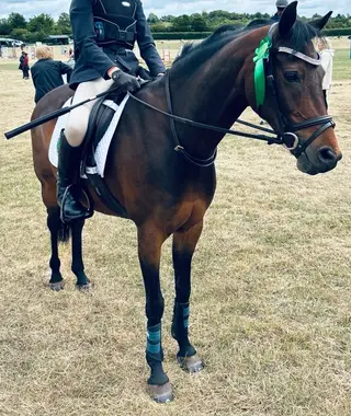 Smart Jumping/Pony Club Pony