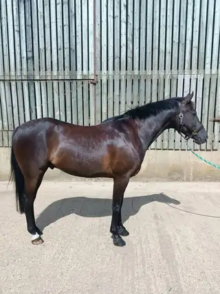 Stunning 5 year old gelding