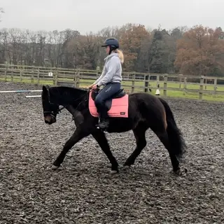 13.2 Dark Bay gelding 
