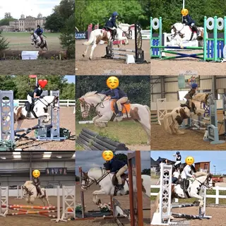12.3 Mare Cob- Perfect Pony Club Pony