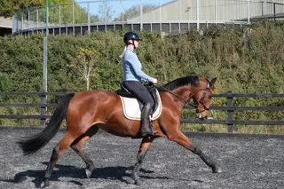 Beautiful dressage mare