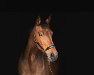 AES Mare 15.2hh School Mistress!! 
