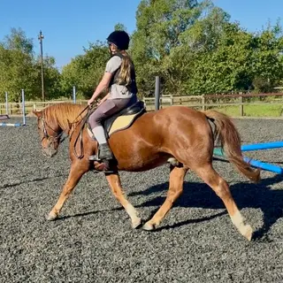 13.2hh Irish Gelding
