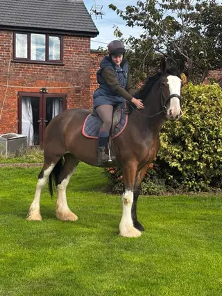 Registered Clydesdale Mare 