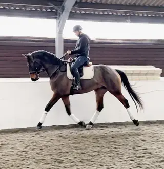 Quality Rising 5yo with Exceptional Breeding