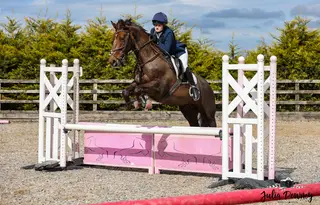 Stunning allround Irish sports horse 