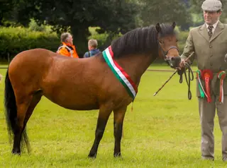 Top Class Ridden Potential. Newoak Anna