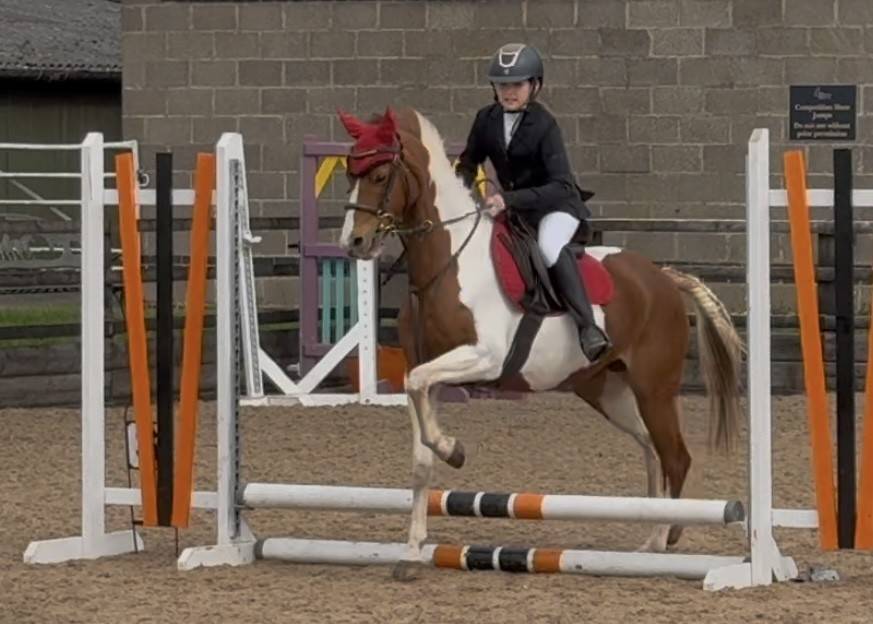 Pony for Sale | Wrenny – 13.2h Super Cute British Riding Pony