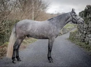 Connemara gelding