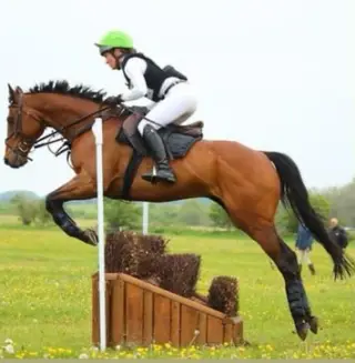 15.2HH TB 14 yr old ROR Eligible