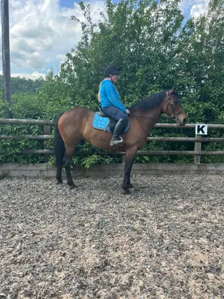 Great PC/RC pony