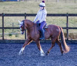 Perfect Jnr M&M/dressage pony
