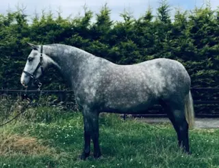 Grade 1 ID Mare - King of Diamond bloodlines 