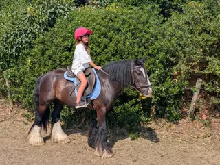 Lovely quiet cob gelding 