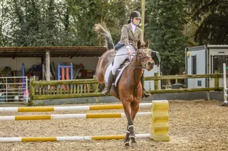 Fun jumping/hunting mare