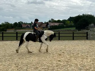 Beautiful piebald mare