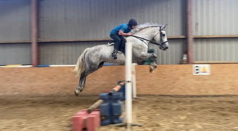 Hunt Machine Horse for Sale | Magnificent ID X Trail hunting machine