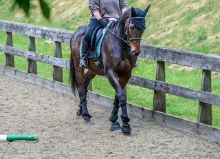 Tex – The Ultimate Riding School or First Horse