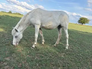 Few spot Appaloosa yearling 