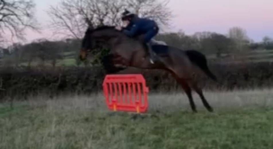 Horse for Sale Athletic thoroughbred hunter